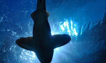 Ordemar – Un aiuto dalle profondità del mare