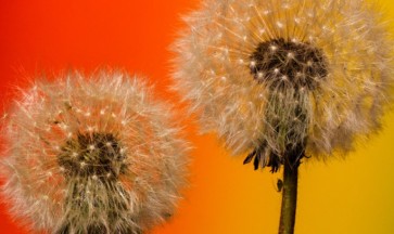 Ricomincia la primavera e la battaglia contro le allergie