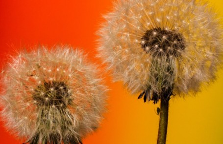 Ricomincia la primavera e la battaglia contro le allergie