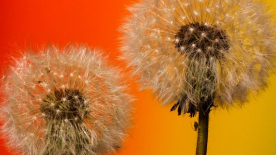 Ricomincia la primavera e la battaglia contro le allergie